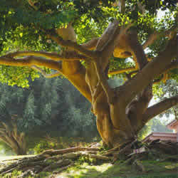 Tree Care